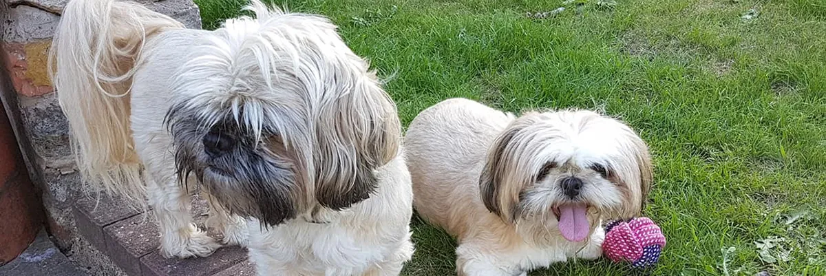 Four legged friends of Puddle Duck